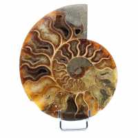 Un pezzo di ammonite