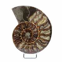 Ammonite segata levigata