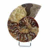 Ammonite fossile levigata del Madagascar