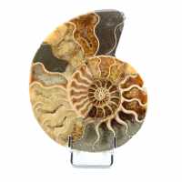 Un pezzo di ammonite