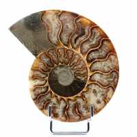 Ammonite naturale lucido fossile