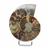 Un pezzo di ammonite