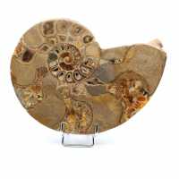 Ammonite naturale fossile