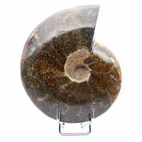 Ammonite intera danneggiata