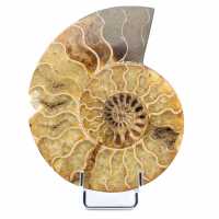 ammonite danneggiata