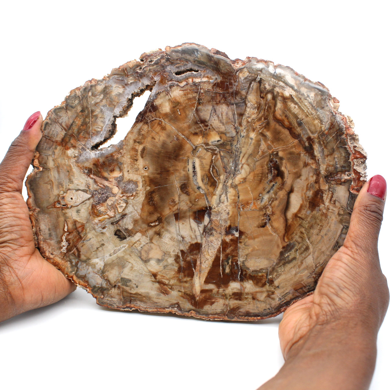 Fetta di legno fossile lucidata