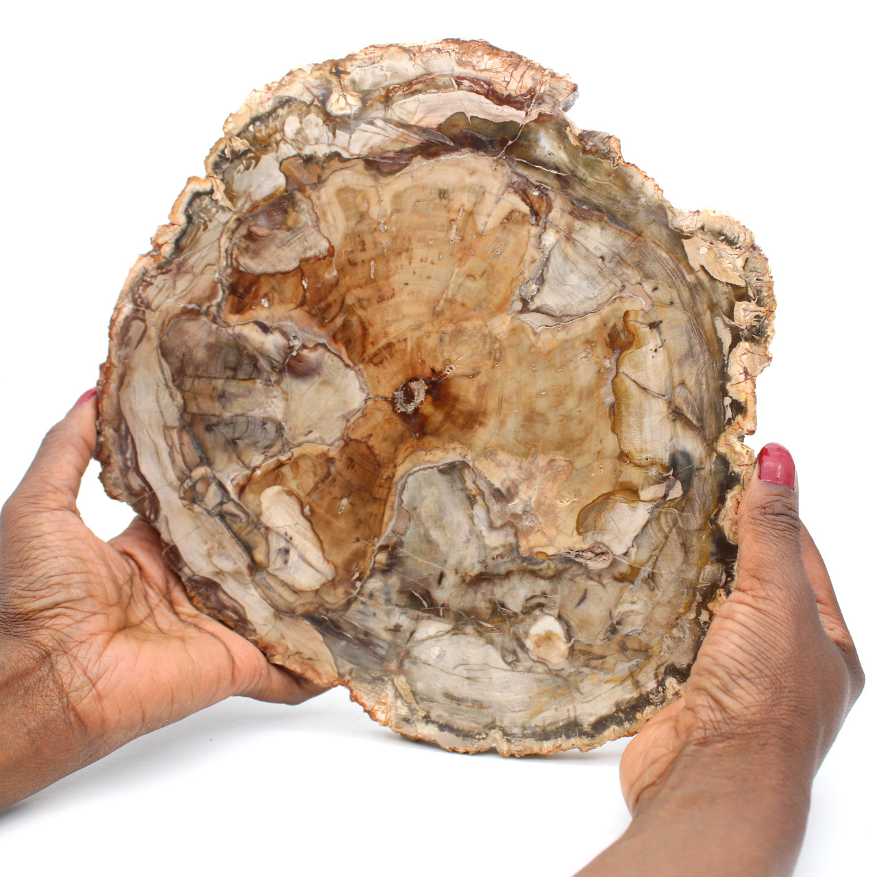 Fetta di legno fossile lucidata