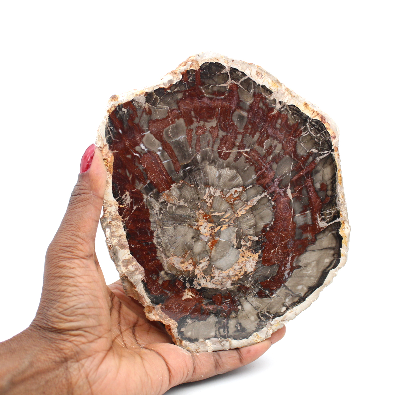 Fetta di legno fossile lucidata