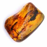 Esemplare di ambra fossile
