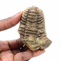 Trilobite fossile proveniente dal Marocco