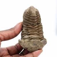 Trilobite