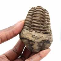 Fossile di trilobite