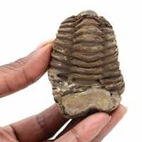 Trilobite fossile del Marocco