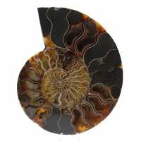 Ammonite naturale fossile