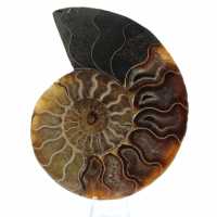 Ammonite un pezzo