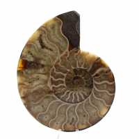 Ammonite fossilizzata lucida