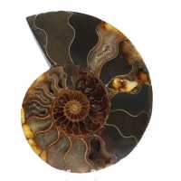 Ammonite del Madagascar