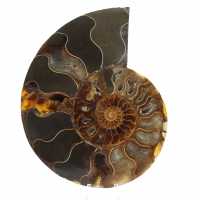 Fossile di ammonite naturale lucidato