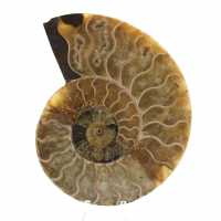 Ammonite naturale lucida del Madagascar