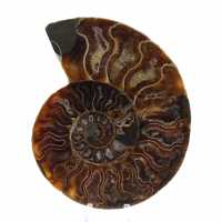 Ammonite un pezzo