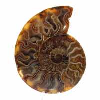 Ammonite fossilizzata lucida