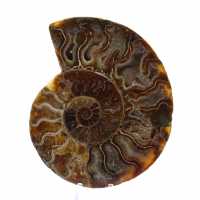 Ammonite segata lucida