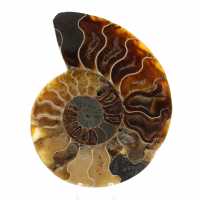 Ammonite fossile lucidata del Madagascar