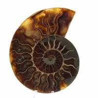 Fossile di ammonite pezzo unico