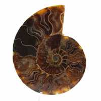 Ammonite lucida