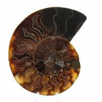 Fossile di ammonite lucidato