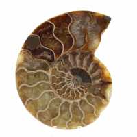 Ammonite fossilizzata