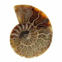 Ammonite un pezzo