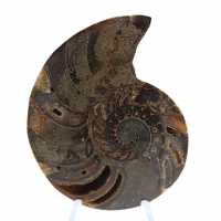 Ammonite del Madagascar