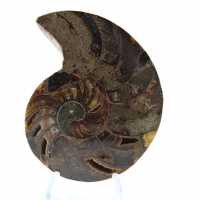 Fossile di ammonite naturale lucidato