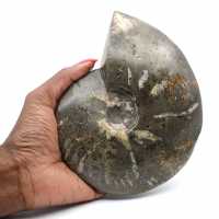 Ammonite naturale lucida intera proveniente dal Madagascar