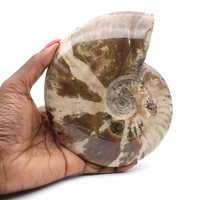 Ammonite intera dal Madagascar