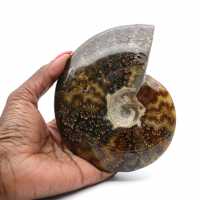 Ammonite intera lucidata