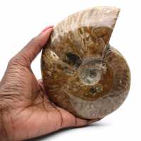 Fossile intero di ammonite lucidato