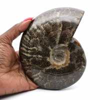 Fossile intero di ammonite lucidato