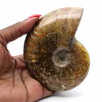 Ammonite lucida