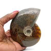 Ammonite intera dal Madagascar