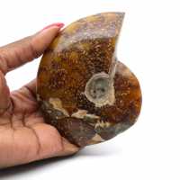 Ammonite segata intera lucidata