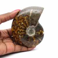 Ammonite intera lucidata