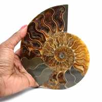 Ammonite naturale fossile