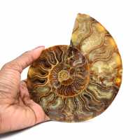 Fossile di ammonite lucidato