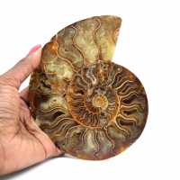 Ammonite fossile del Madagascar