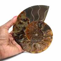 Fossile di ammonite pezzo unico