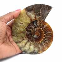 Ammonite fossilizzata lucida