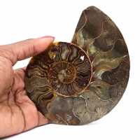 Ammonite naturale fossile