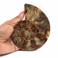 Ammonite fossile del Madagascar